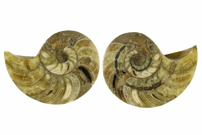 Jurassic Cut & Polished Nautilus (Cymatoceras) Fossil -Madagascar #287994